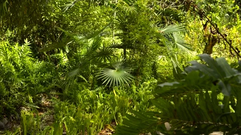 Slow Motion Pan Through Lush Tropical Green Jungle Foliage Vídeos de archivo 327970131