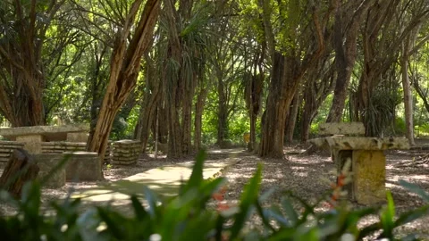 Slow Motion Pan Tropical Forest Path Stone Benches Lush Trees Park Stock Footage 331957787