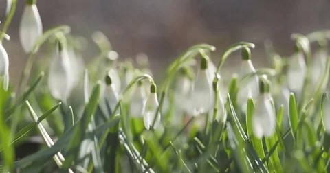 Slow motion pan of white snowdrops in sunny spring morning Stock Footage