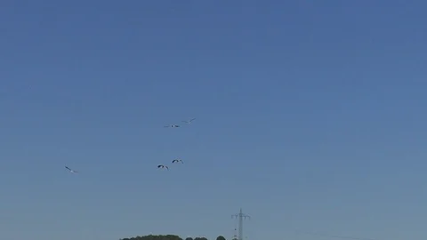 Slow-motion, Pan: White storks flying in clear blue sky, birds, power pylons Video stock 111784888