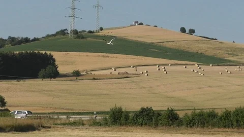 Slow-motion, Pan: White storks flying over rural landscape, fields, hills, road Stock Footage 111785042