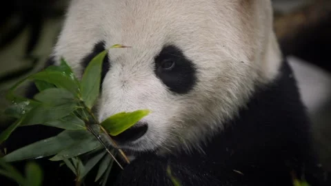 Slow motion of panda eating bamboo while surrounded by green leaves Stock Footage 315137045