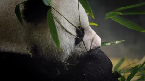 Slow motion of panda eating bamboo among dense leaves in soft light Stock Footage 316167334