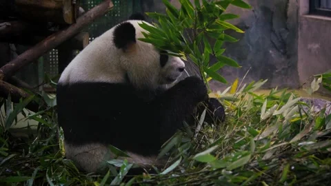 Slow motion of panda sitting and eating bamboo surrounded by greenery Stock Footage 315137099