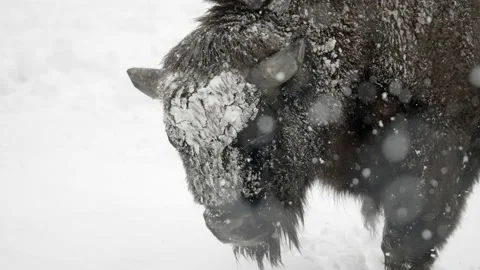 Slow Motion Panning Of A Bison As It Lowers Its Head While Standing In A Snow Stock Footage 154740812