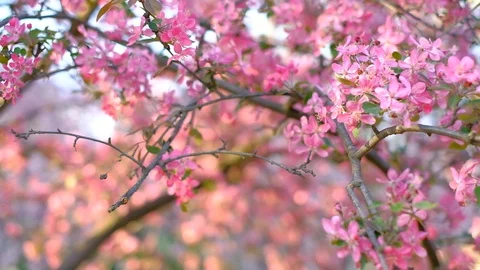 Slow motion panning closeup shot of pink sakura trees  in spring garden or park Stock Footage 102720217