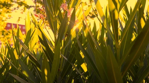 Slow motion panning of leafes with sunset sun in background. Lens flare Stock Footage 91866434