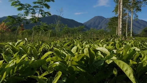 Slow motion panning left of beautiful tea plantation landscape. Stock Footage 336488769