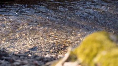 SLOW MOTION: Panning over a small clear river with autumn leaves against the Stock Footage 103516238
