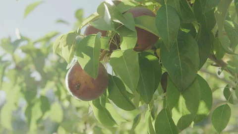 Slow motion panning on pears in pear tree with sunlight flare Stock Footage 327504401