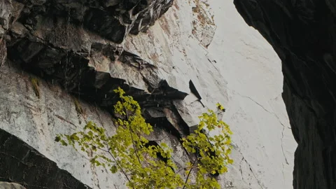 Slow motion panning reveal of a tree growing in a wet cave, Lake District Stock Footage 140669519