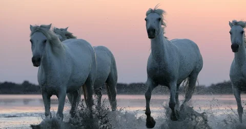 Slow motion panning shot of dirty horses running at beach against orange sky Vidéo 130094538