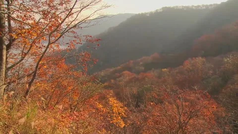 Slow Motion Panning Shot of Fall Canopy Stock Footage 346196090