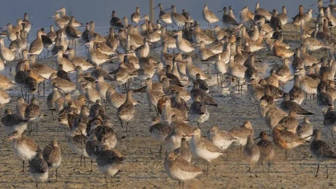 Slow motion panning shot Flock of bar-tailed godwit Stock Footage 104072383