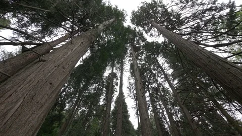 Slow motion panning shot looking up at trees in a dense forest. 動画素材 77529306