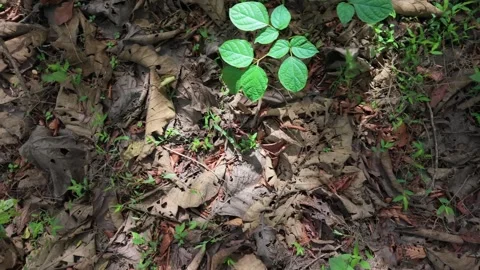 Slow-motion panning shot over the forest floor Stock Footage 335618032