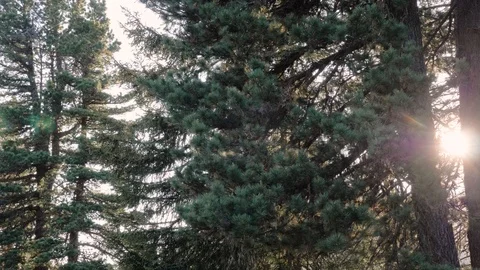 Slow motion panning shot of tall green pine trees with sun flare in Italy Stock Footage 111411223