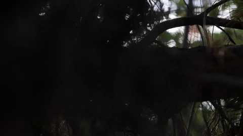 Slow motion panning shot of tree branch in thick leaves with strong lens flare Video stock 122588911