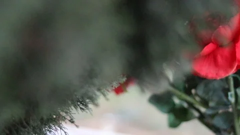 Slow motion panning show of a red rose appearing behind a green tree branch Stock Footage 129112450