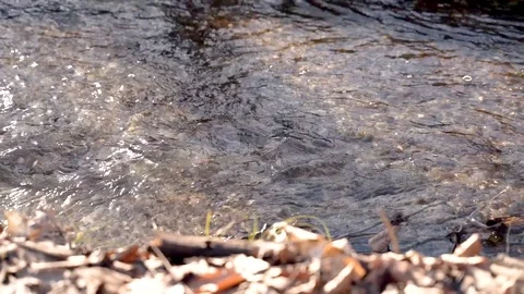 SLOW MOTION: Panning a small clear river with autumn leaves against the sunlight Stock Footage 103516177