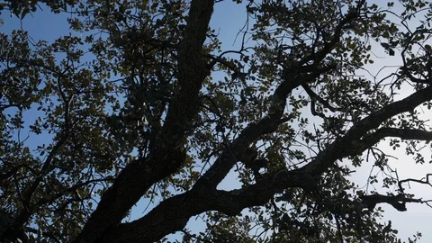 Slow motion panning of sunlight through the leaves and branches of an oak Stock Footage 127720413
