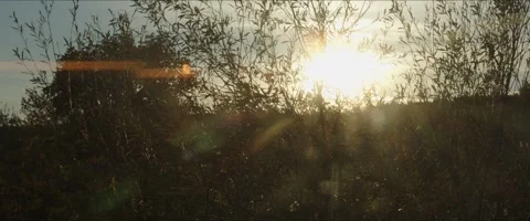 Slow motion panning on trees and sunset flares 4K anamorphic video Stock Footage 261108782