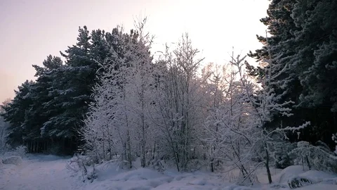 Slow motion panoramic shot of snowfall in the pin forest Stock Footage 83771223
