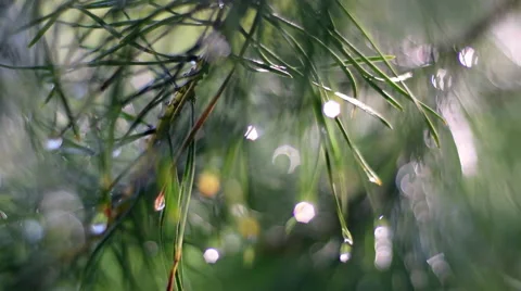 Slow motion panoramic view across pine branch with sparkling drops of water Vidéo 54205199
