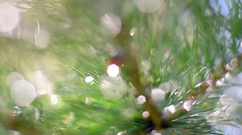 Slow motion panoramic view across pine branch with sparkling drops of water Vídeos de archivo 54218317