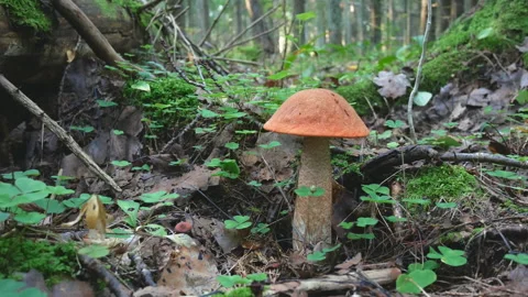 Slow motion panoramic view of edible red capped mushroom in forest floor. Stock Footage 338264026