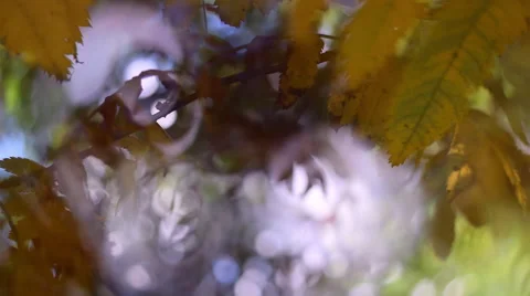 Slow motion panoramic view of magical autumn scene with fantasy light 動画素材 53879117