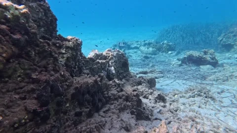 Slow motion panoramic view of tropical rocky seabed 스톡 동영상 306300085