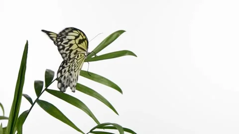 Slow motion paper kite butterfly flapping wings on green leaf isolated on white Stock Footage 161861338