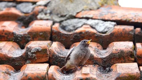 Slow motion of a parent of black redstart Phoenicurus ochruros feeding his young Stock Footage 95591174