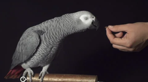 SLOW MOTION: Parrot shaking his head Stock Footage 33667793