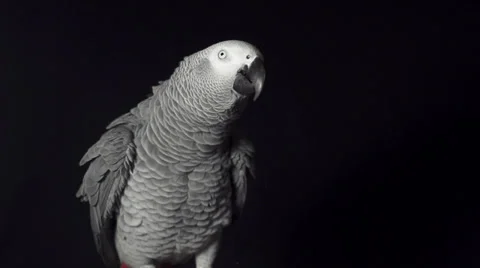SLOW MOTION: Parrot shaking his head Stock Footage 33667852