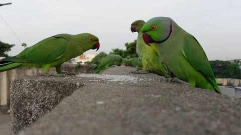Slow motion of parrots flying and eating rice early in the morning. Stock Footage 201938840