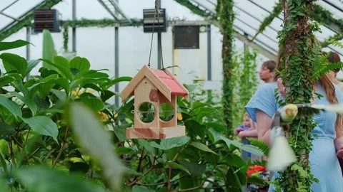 Slow Motion Parrots Flying From Feeder Inside Butterfly House in Latvia Stock Footage 317244591