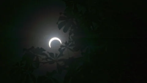Slow motion of the partial eclipse seen from below a ceiba tree at the Stock Footage 263178337
