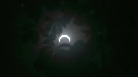Slow motion of a partial eclipse as seen from below a ceiba tree in the Stock Footage 263178550