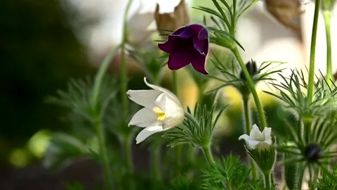 Slow motion: pasqueflower in wind Stock Footage 192374980