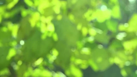 Slow motion passage on green blurred plants with branches and leaves Stock Footage 225078975