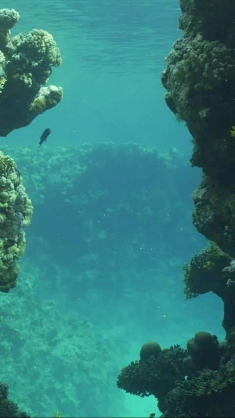 Slow motion, Passage through canyon to in part of coral reef Stock Footage 241563896