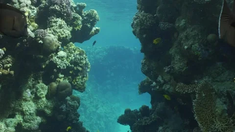 Slow motion, Passage through canyon to in part of coral reef Stock Footage 242367843
