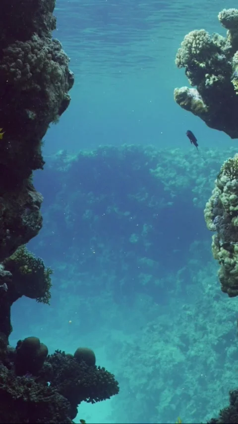 Slow motion, Passage through canyon to in part of coral reef Stock Footage 252578501