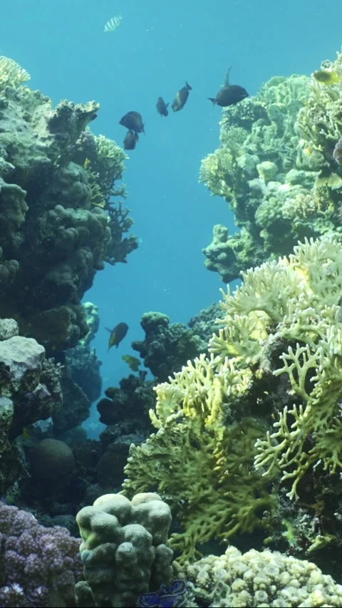 Slow motion, Passage through corral canyon to inner part of reef Stock Footage 236573448