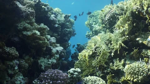 Slow motion, Passage through corral canyon to inner part of reef Stock Footage 237715314