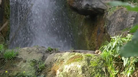 Slow motion passing by brown bear (Ursus arctos)  close-up of paws Video stock 43812761