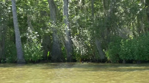 Slow motion passing by forest swampland Stock Footage 54885652