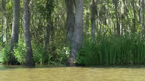 Slow motion passing by forest swampland Stock Footage 54886599